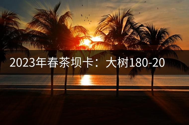 2023年春茶壩卡：大樹180-200元／公斤，古樹500-600元／公斤