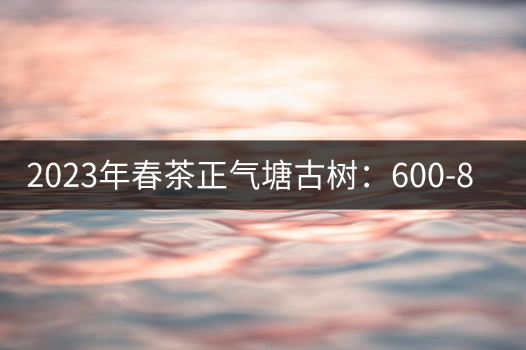 2023年春茶正氣塘古樹:600-800元/公斤 2023年春茶正氣塘古樹:600-800元/公斤