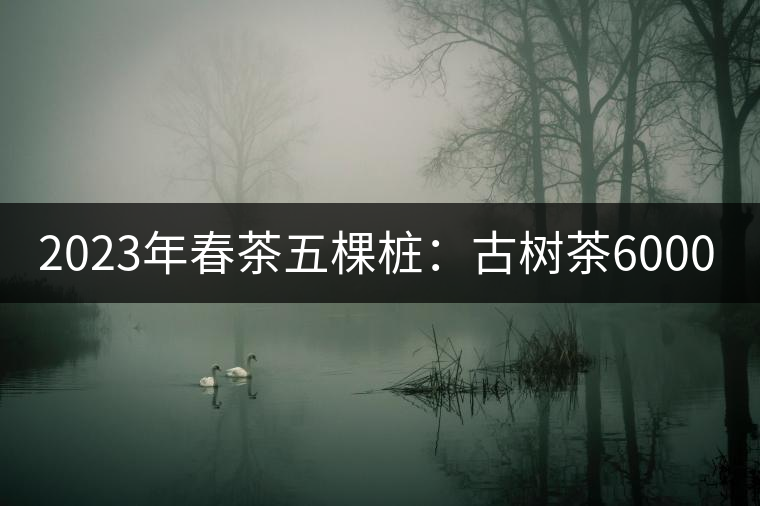 2023年春茶五棵樁:古樹(shù)茶6000-8000元/公斤 2023年春茶五棵樁:古樹(shù)茶6000-8000元/公斤