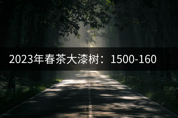 2023年春茶大漆樹(shù)：1500-1600元／公斤