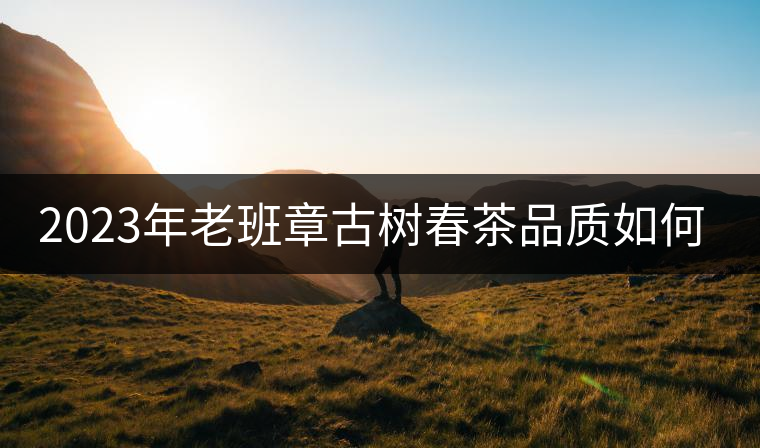 2023年老班章古樹春茶品質(zhì)如何？