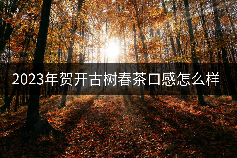 2023年賀開(kāi)古樹(shù)春茶口感怎么樣？