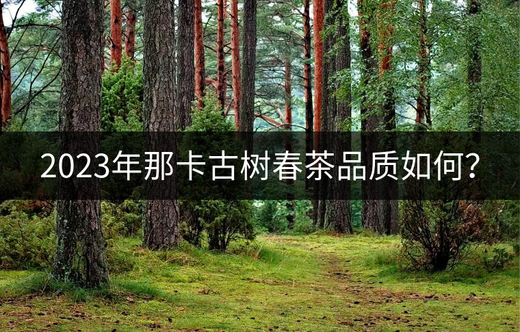 2023年那卡古樹春茶品質(zhì)如何？