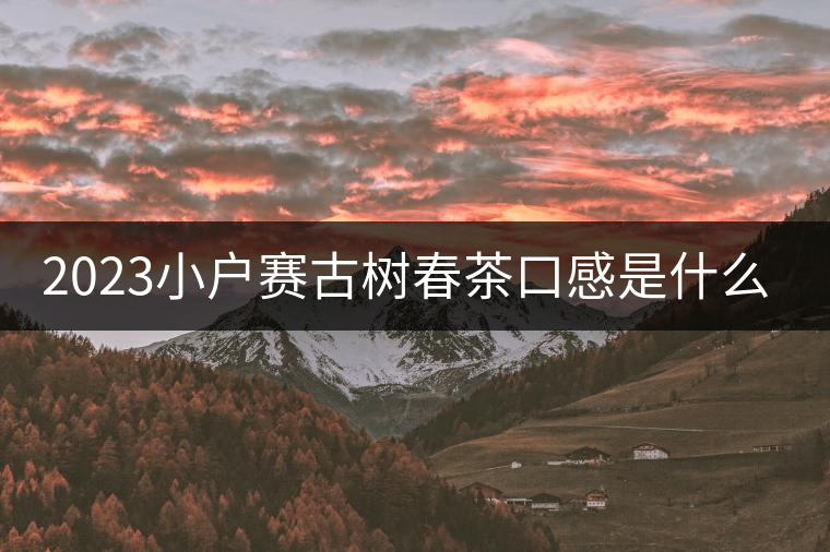 2023小戶賽古樹春茶口感是什么？