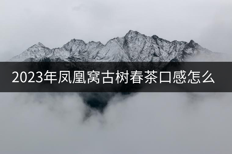 2023年鳳凰窩古樹春茶口感怎么樣？