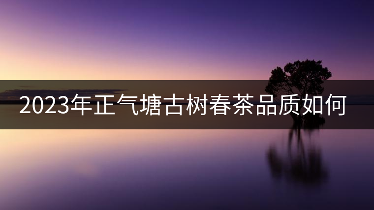 2023年正氣塘古樹(shù)春茶品質(zhì)如何？