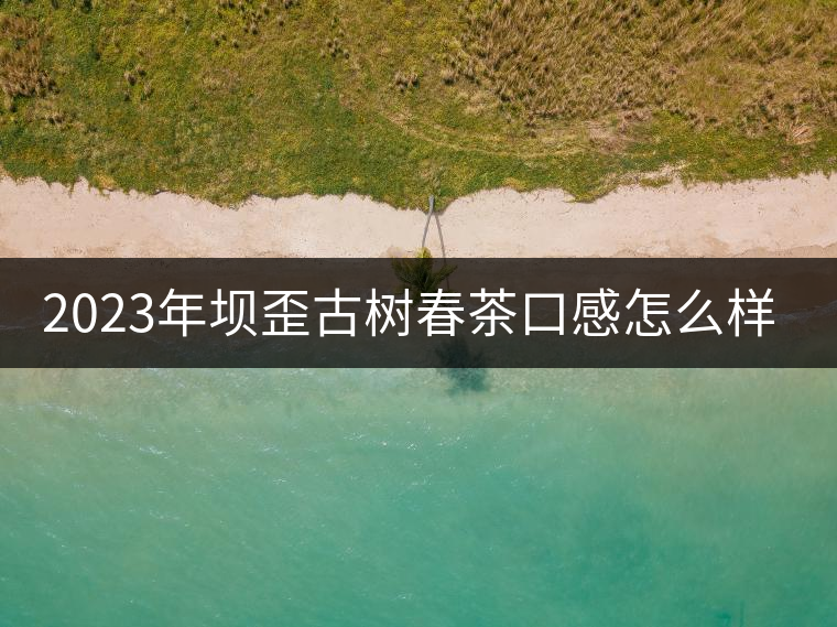 2023年壩歪古樹(shù)春茶口感怎么樣？