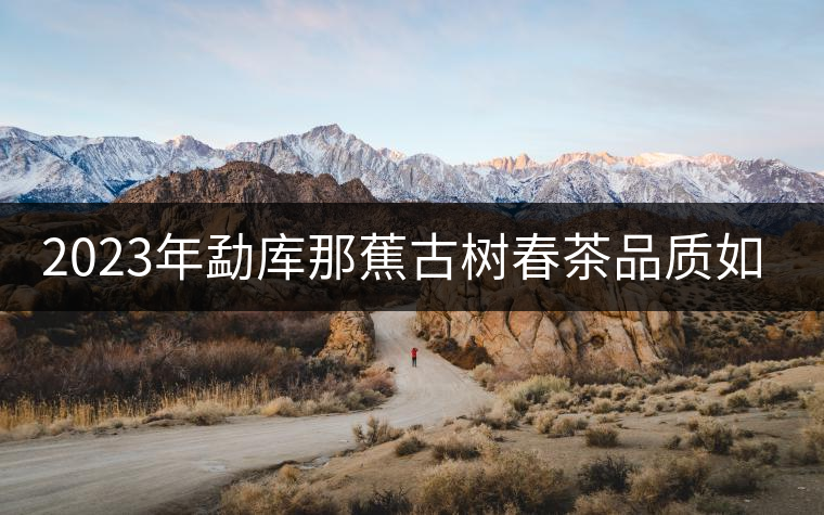 2023年勐庫(kù)那蕉古樹(shù)春茶品質(zhì)如何？