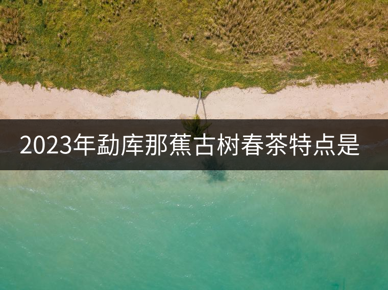 2023年勐庫那蕉古樹春茶特點是什么？