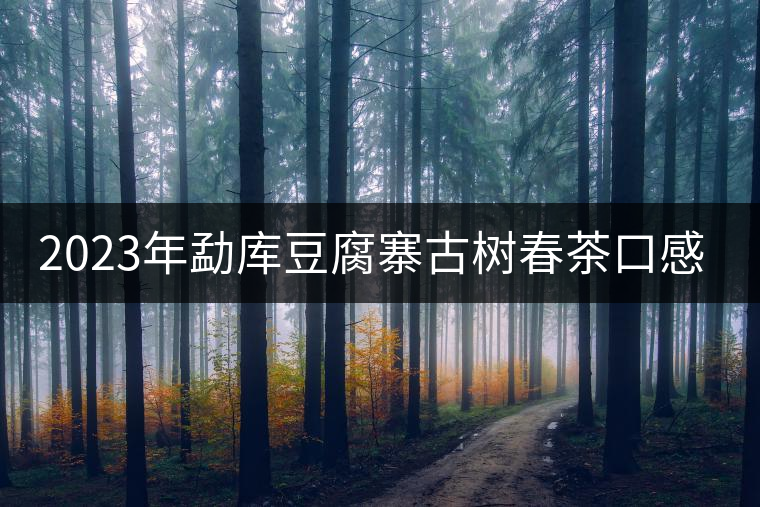 2023年勐庫(kù)豆腐寨古樹春茶口感怎么樣? 2023年勐庫(kù)豆腐寨古樹春茶口感怎么樣?