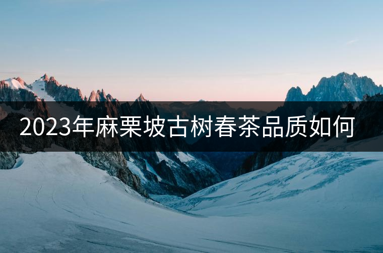 2023年麻栗坡古樹春茶品質(zhì)如何？