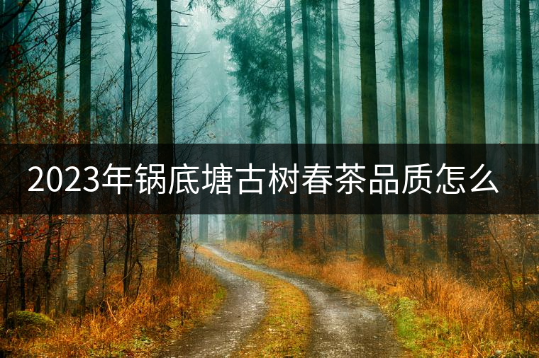 2023年鍋底塘古樹春茶品質(zhì)怎么樣？