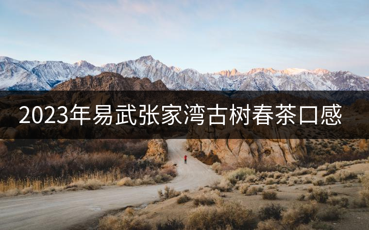 2023年易武張家灣古樹春茶口感怎么樣？