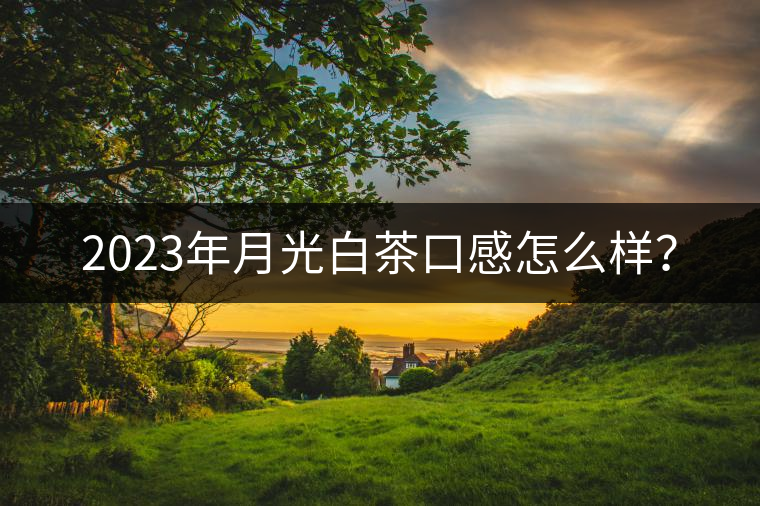 2023年月光白茶口感怎么樣？