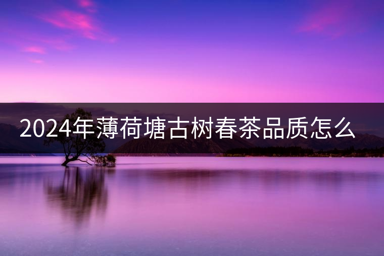 2024年薄荷塘古樹春茶品質怎么樣？