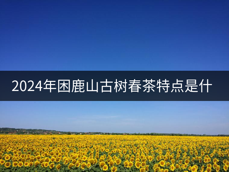 2024年困鹿山古樹春茶特點(diǎn)是什么？