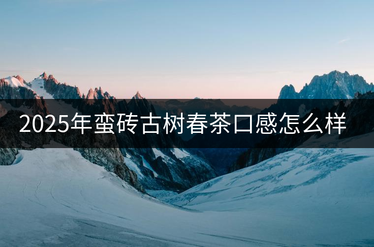 2025年蠻磚古樹春茶口感怎么樣？