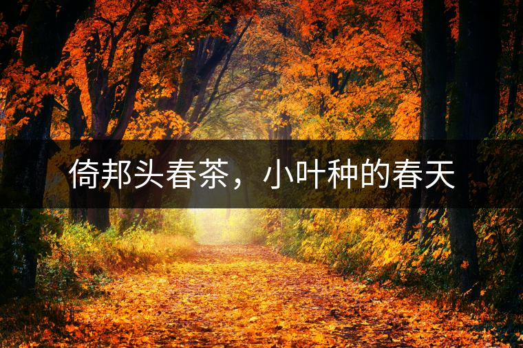 倚邦頭春茶，小葉種的春天