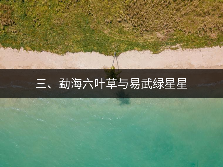 三、勐海六葉草與易武綠星星