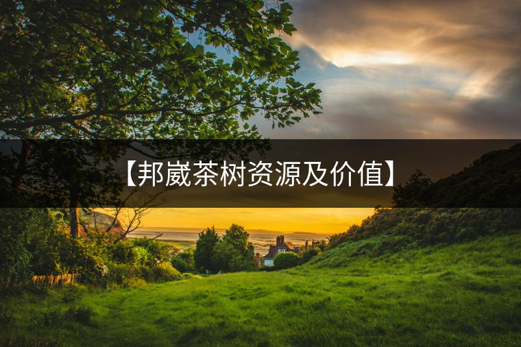 【邦崴茶樹資源及價值】