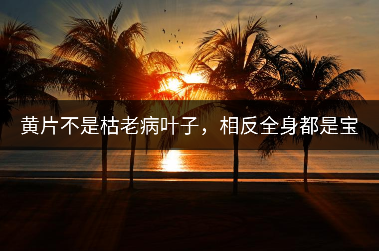 黃片不是枯老病葉子，相反全身都是寶