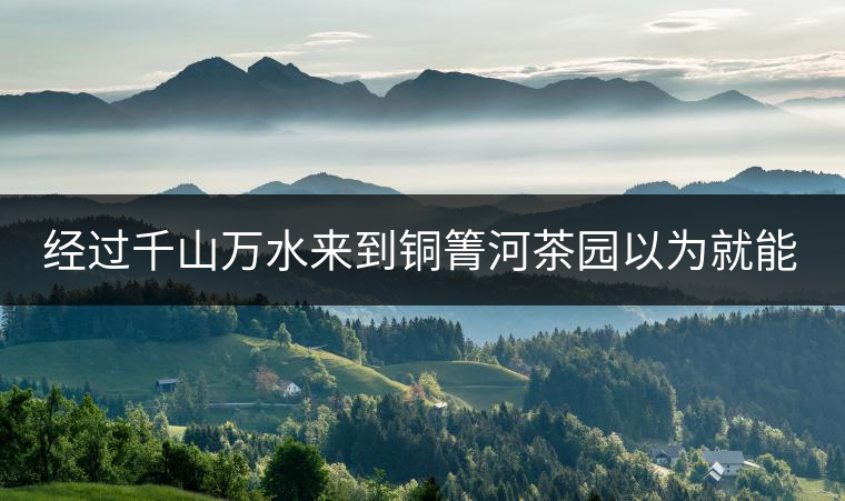 經(jīng)過千山萬水來到銅箐河茶園以為就能收到茶了？