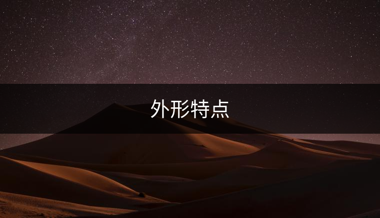 外形特點(diǎn)