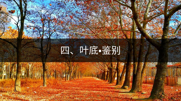 四、葉底?鑒別