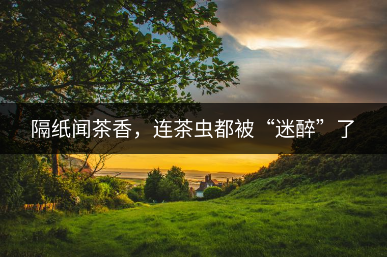 隔紙聞茶香，連茶蟲都被“迷醉”了