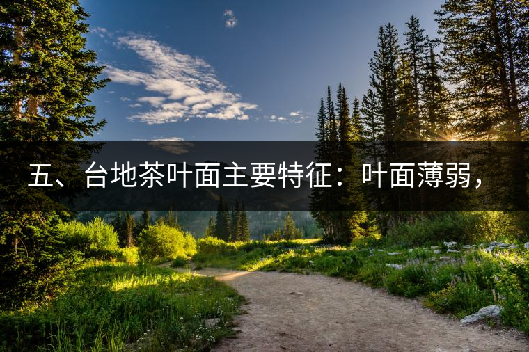 五、臺(tái)地茶葉面主要特征：葉面薄弱，如薄紙易折;沖泡之后無(wú)力恢復(fù)彈性，甚至多次沖泡也不能展開(kāi)，葉子愈薄愈差。