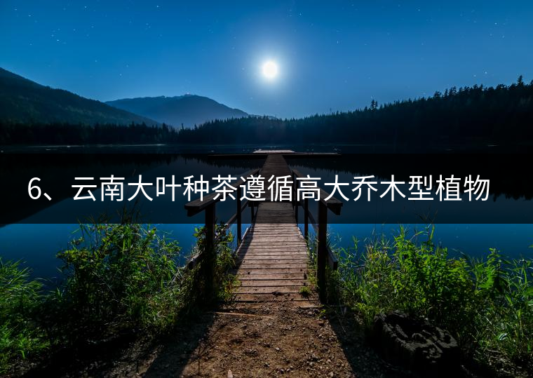 6、云南大葉種茶遵循高大喬木型植物的普遍規(guī)律。
