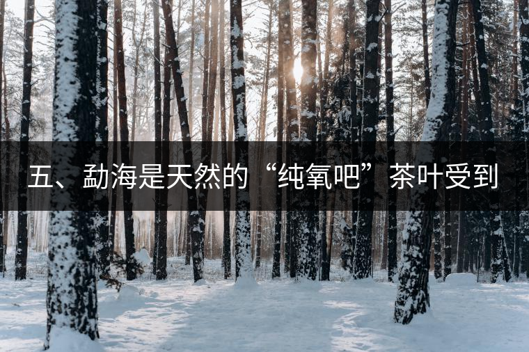 五、勐海是天然的“純氧吧”茶葉受到很好的潤澤