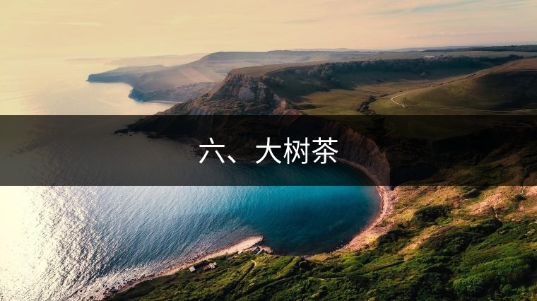 六、大樹茶