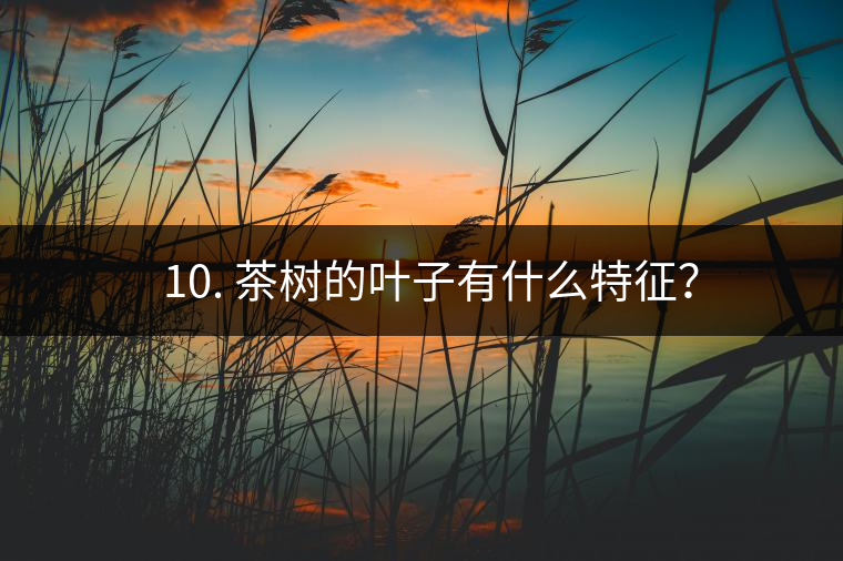 ? 10. 茶樹的葉子有什么特征？