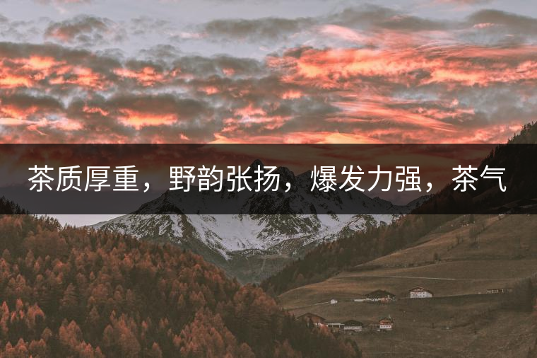 茶質(zhì)厚重，野韻張揚(yáng)，爆發(fā)力強(qiáng)，茶氣十足