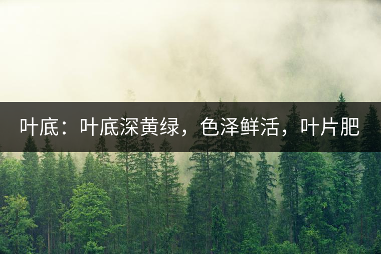 葉底：葉底深黃綠，色澤鮮活，葉片肥厚，梗莖肥壯，而且非常柔韌。