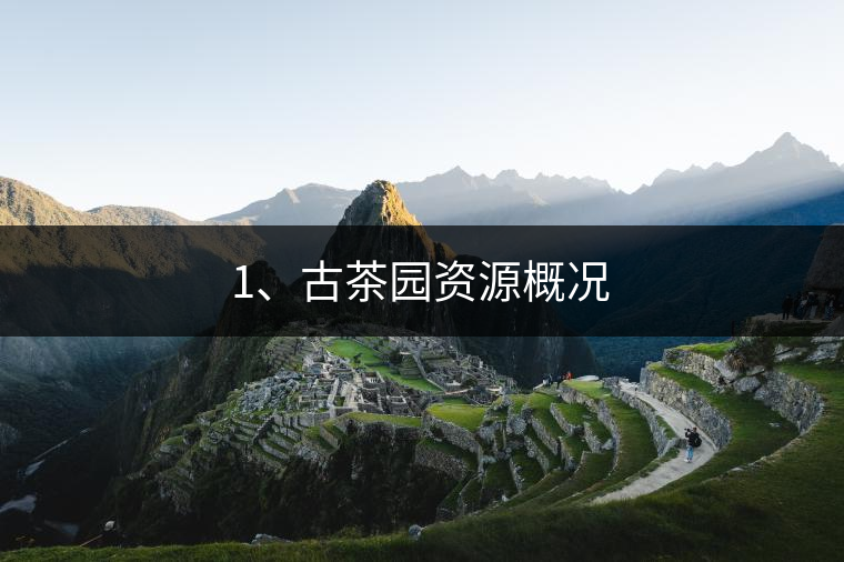 1、古茶園資源概況