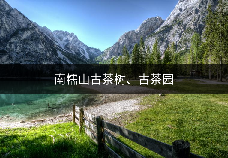 南糯山古茶樹、古茶園