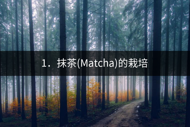 1.抹茶(Matcha)的栽培 1.抹茶(Matcha)的栽培