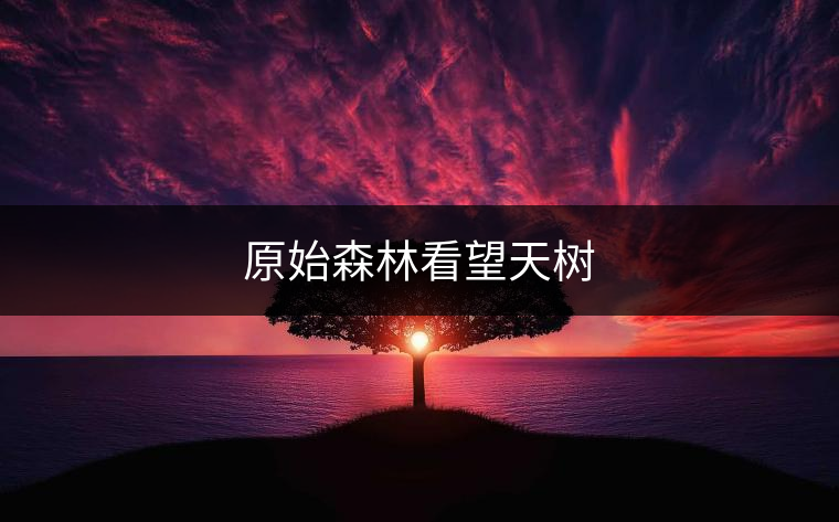原始森林看望天樹(shù) 原始森林看望天樹(shù)