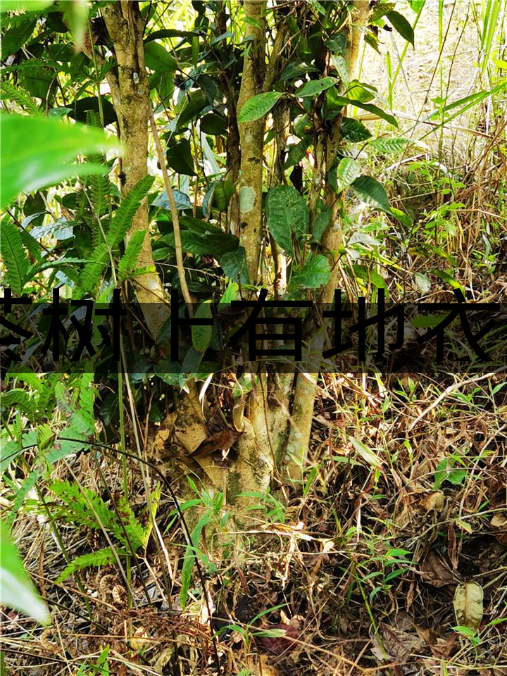 茶樹(shù)上有地衣或苔蘚是不是有害的？-1