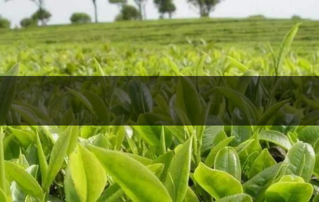 云南省昆明市茶業(yè)簡述（三）