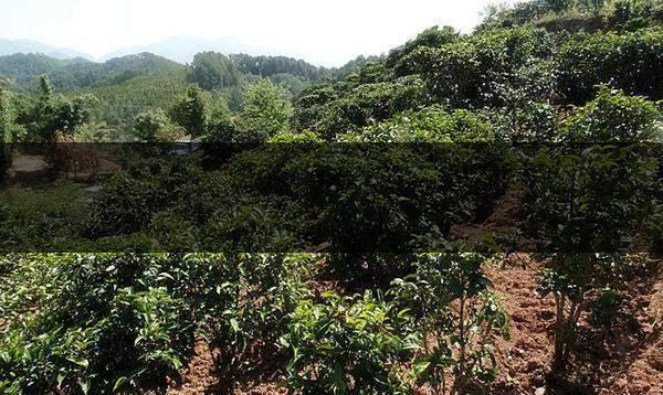 云南省鎮(zhèn)沅縣茶業(yè)概況簡(jiǎn)述(第三講) 云南省鎮(zhèn)沅縣茶業(yè)概況簡(jiǎn)述(第三講)