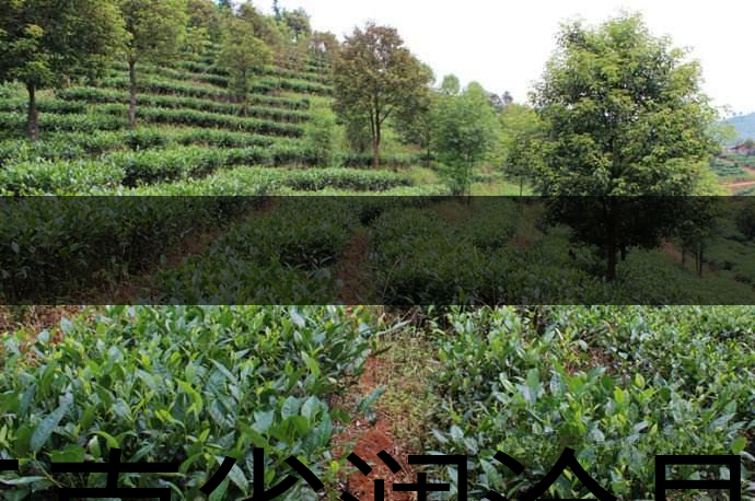 云南省瀾滄縣茶業(yè)概況簡(jiǎn)述(第三章) 云南省瀾滄縣茶業(yè)概況簡(jiǎn)述(第三章)