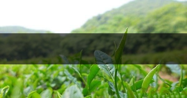 云南省騰沖市茶業(yè)概況簡(jiǎn)述 云南省騰沖市茶業(yè)概況簡(jiǎn)述