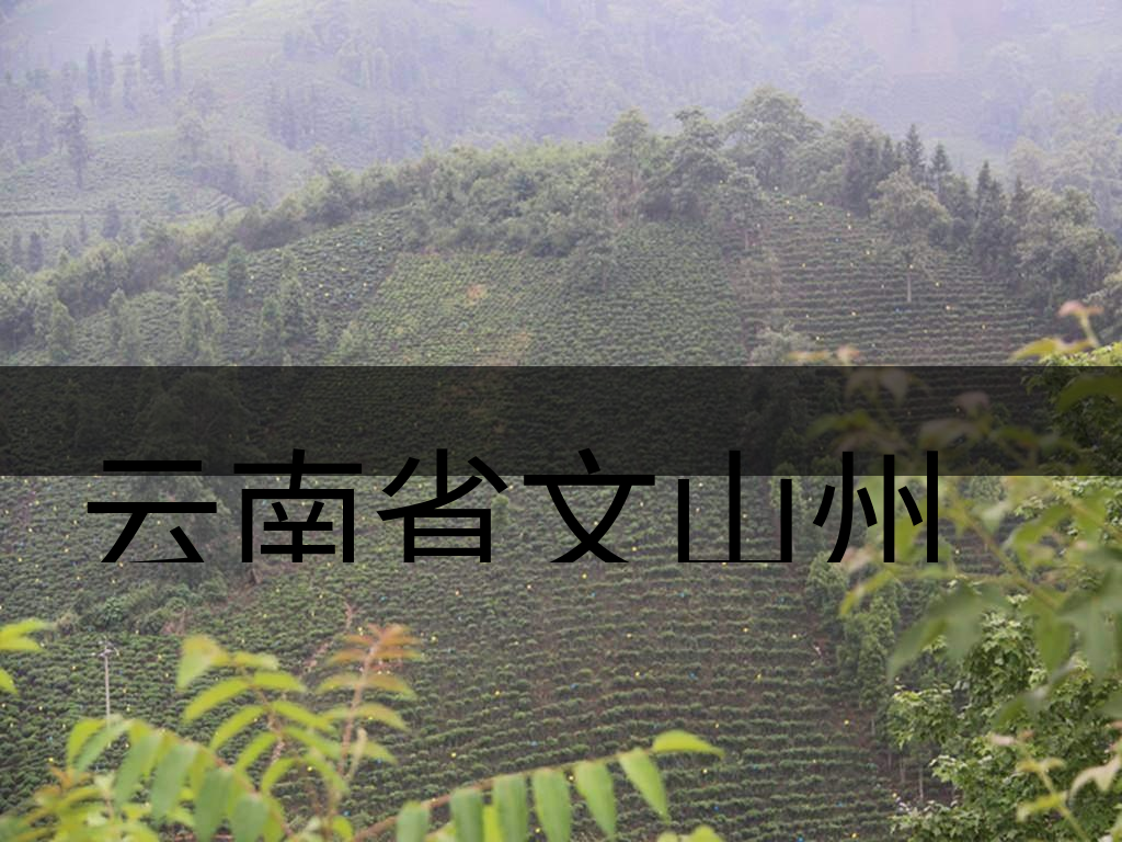 云南省文山州茶業(yè)概況概況簡述 云南省文山州茶業(yè)概況概況簡述