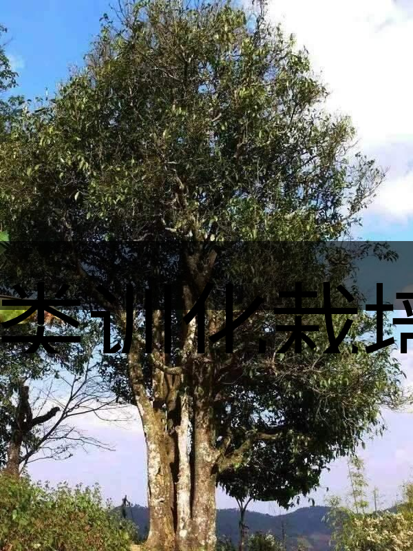 人類訓(xùn)化栽培野生茶樹活標(biāo)本介紹 人類訓(xùn)化栽培野生茶樹活標(biāo)本介紹