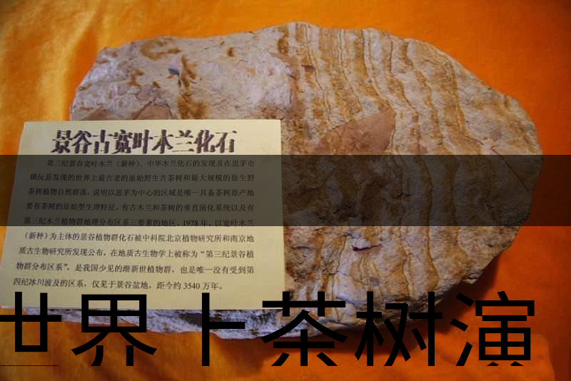 世界上茶樹演化的始祖是不是寬葉木蘭化石？