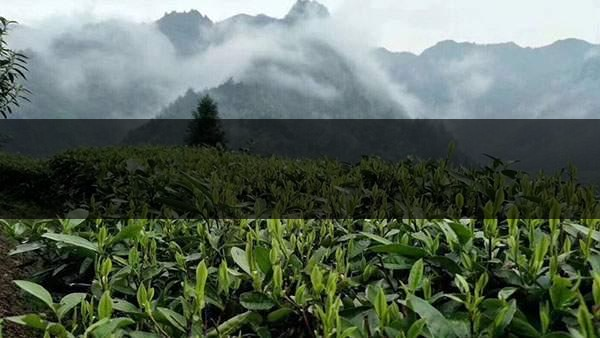 茶葉的甜爽和甘爽各是什么感覺(jué)？