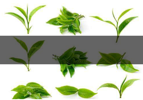 六月份適合喝什么茶-可以睡前喝嗎